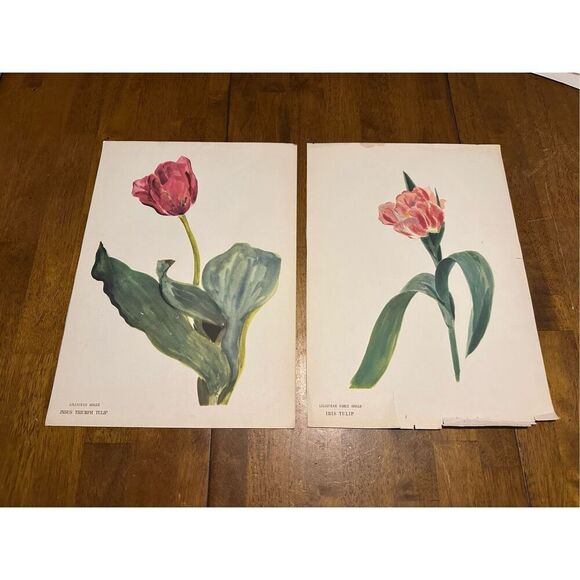 Flowers Drawn by Arlette Davids Text by Princess Bibesco prints Tulips 10x14” - Picture 1 of 9